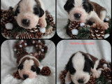 12 chiots Saint-bernard LOF à réserver