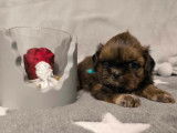 5 chiots Shih Tzu LOF à réserver