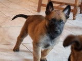 À réserver : des chiots Bergers Belges Malinois LOF