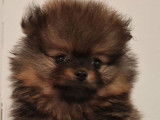 Disponible à l’achat : un chiot Spitz Allemand LOF charbonné