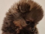 Disponible à l’achat : un chiot Spitz Allemand LOF charbonné