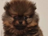 Disponible à l’achat : un chiot Spitz Allemand LOF charbonné