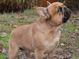 Un chien Bouledogue Français fauve de 2 ans pour saillie