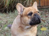 Un chien Bouledogue Français fauve de 2 ans pour saillie