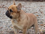 Un chien Bouledogue Français fauve de 2 ans pour saillie