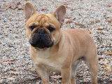 Un chien Bouledogue Français fauve de 2 ans pour saillie