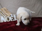À réserver : 8 chiots Labrador Retrievers LOF de couleur sable