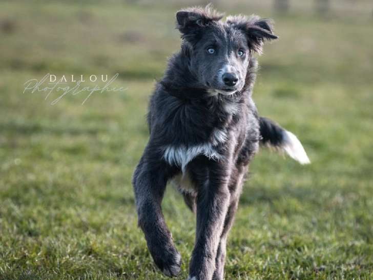 Un chien Border Collie bleu d’un an LOF à vendre
