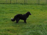 Un chien Border Collie bleu d’un an LOF à vendre