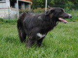 Un chien Border Collie bleu d’un an LOF à vendre