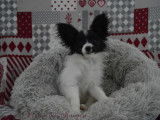 Un chiot Épagneul Papillon noir et blanc LOF à acheter