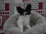 Un chiot Épagneul Papillon noir et blanc LOF à acheter