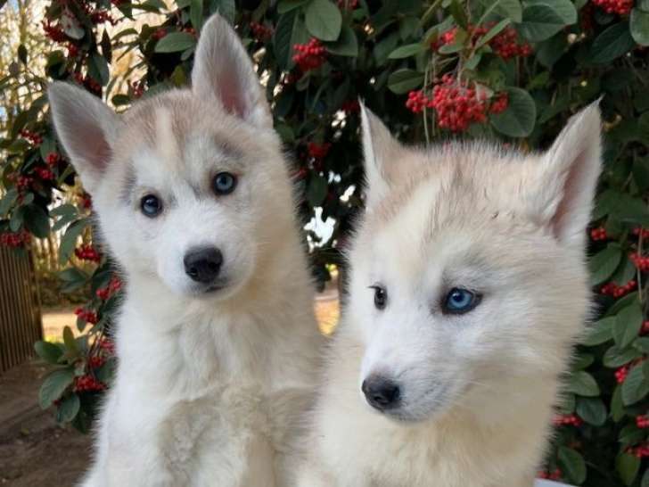 À acheter : 8 chiots Huskies de Sibérie LOF