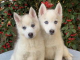 À acheter : 8 chiots Huskies de Sibérie LOF
