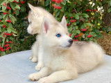 À acheter : 8 chiots Huskies de Sibérie LOF