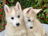 À acheter : 8 chiots Huskies de Sibérie LOF