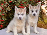 À acheter : 8 chiots Huskies de Sibérie LOF