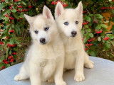 À acheter : 8 chiots Huskies de Sibérie LOF