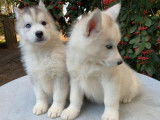 À acheter : 8 chiots Huskies de Sibérie LOF