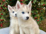 À acheter : 8 chiots Huskies de Sibérie LOF