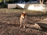 Magnifique mâle Shiba Inu pour saillie
