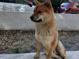 Magnifique mâle Shiba Inu pour saillie