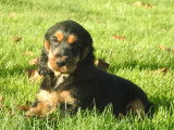 Chiots mâles Cockers Anglais LOF noir et feu disponibles à la vente