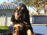 Chiots mâles Cockers Anglais LOF noir et feu disponibles à la vente
