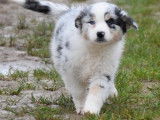 5 chiots Bergers Australiens à vendre