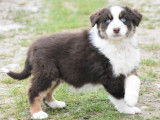 5 chiots Bergers Australiens à vendre