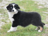 5 chiots Bergers Australiens à vendre