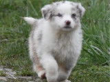 5 chiots Bergers Australiens à vendre