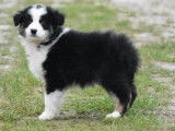 5 chiots Bergers Australiens à vendre
