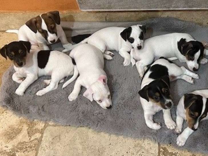 5 chiots Jack Russell Terriers LOF à réserver