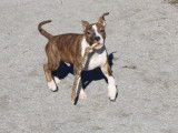 Chiot mâle Amstaff LOF bringé disponible à la vente