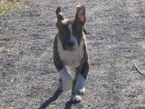 Chiot mâle Amstaff LOF bringé disponible à la vente
