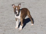 Chiot mâle Amstaff LOF bringé disponible à la vente