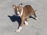 Chiot mâle Amstaff LOF bringé disponible à la vente