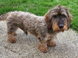 À céder, chien fauve charbonné