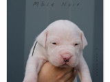 Chiots Dogue Argentin LOF à vendre