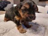 Chiot Yorkshire 21 jours