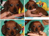 5 chiots Teckels Nains LOF à réserver