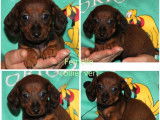 5 chiots Teckels Nains LOF à réserver