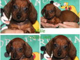 5 chiots Teckels Nains LOF à réserver
