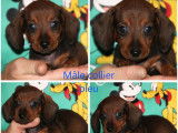 5 chiots Teckels Nains LOF à réserver