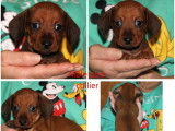 5 chiots Teckels Nains LOF à réserver