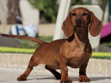 5 chiots Teckels Nains LOF à réserver