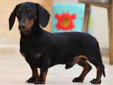5 chiots Teckels Nains LOF à réserver