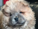 Chiot mâle Chow-chow cinnamon LOF à réserver