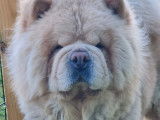 Chiot mâle Chow-chow cinnamon LOF à réserver